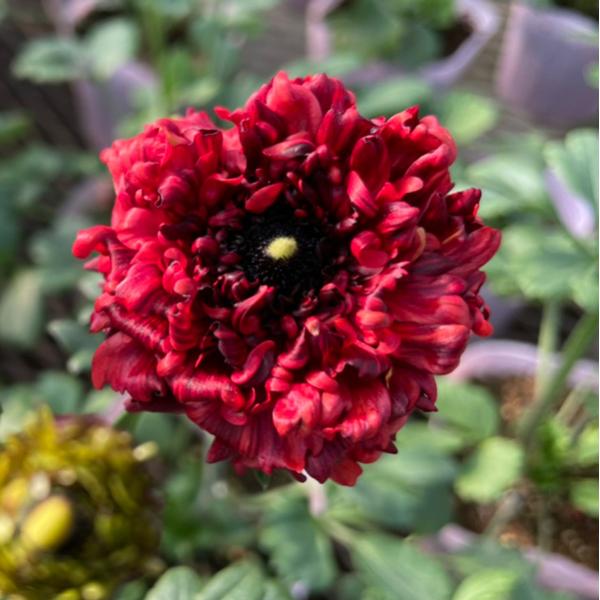 当店農場生産】ラナンキュラス ルージュルージュ 9cmポット苗 : ハニー