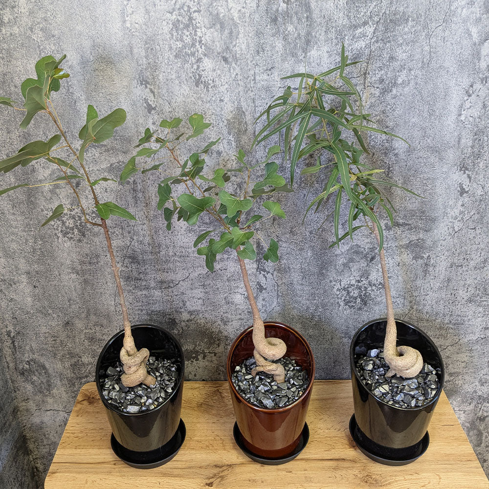 ボトルツリー ブラキキトン ポプルネウス 選べる樹形 6号 陶器鉢 送料