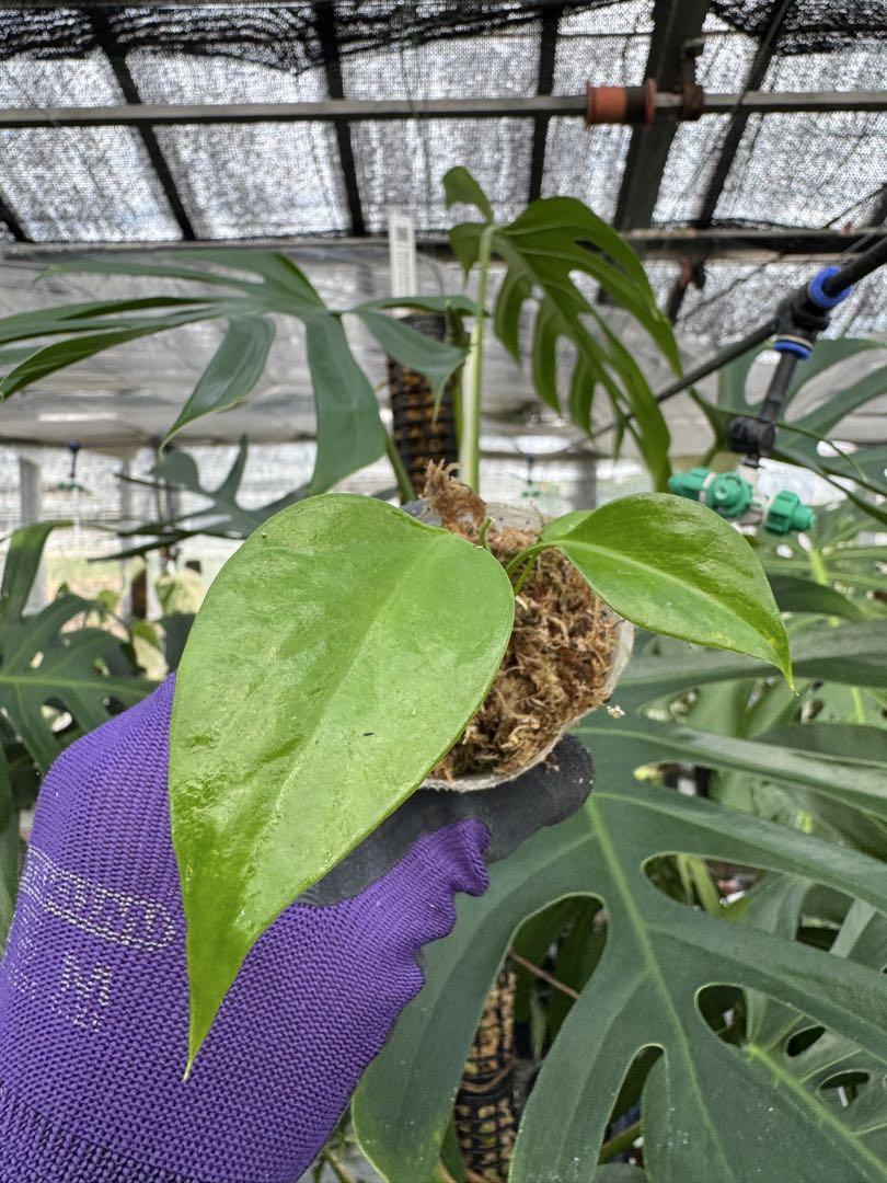 モンステラ – JolieNursery