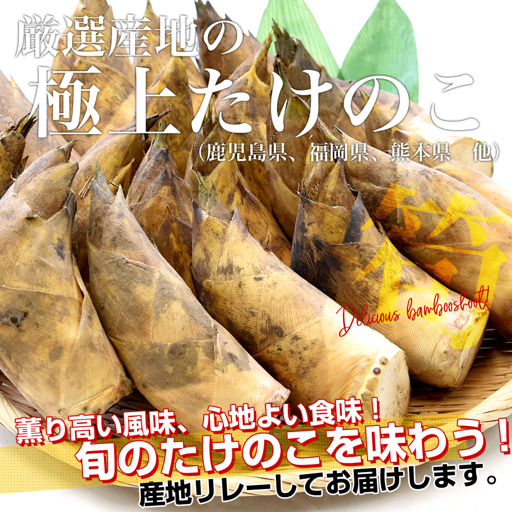 厳選産地の極上たけのこ 約4キロ（12本から24本）鹿児島県 熊本県 福岡