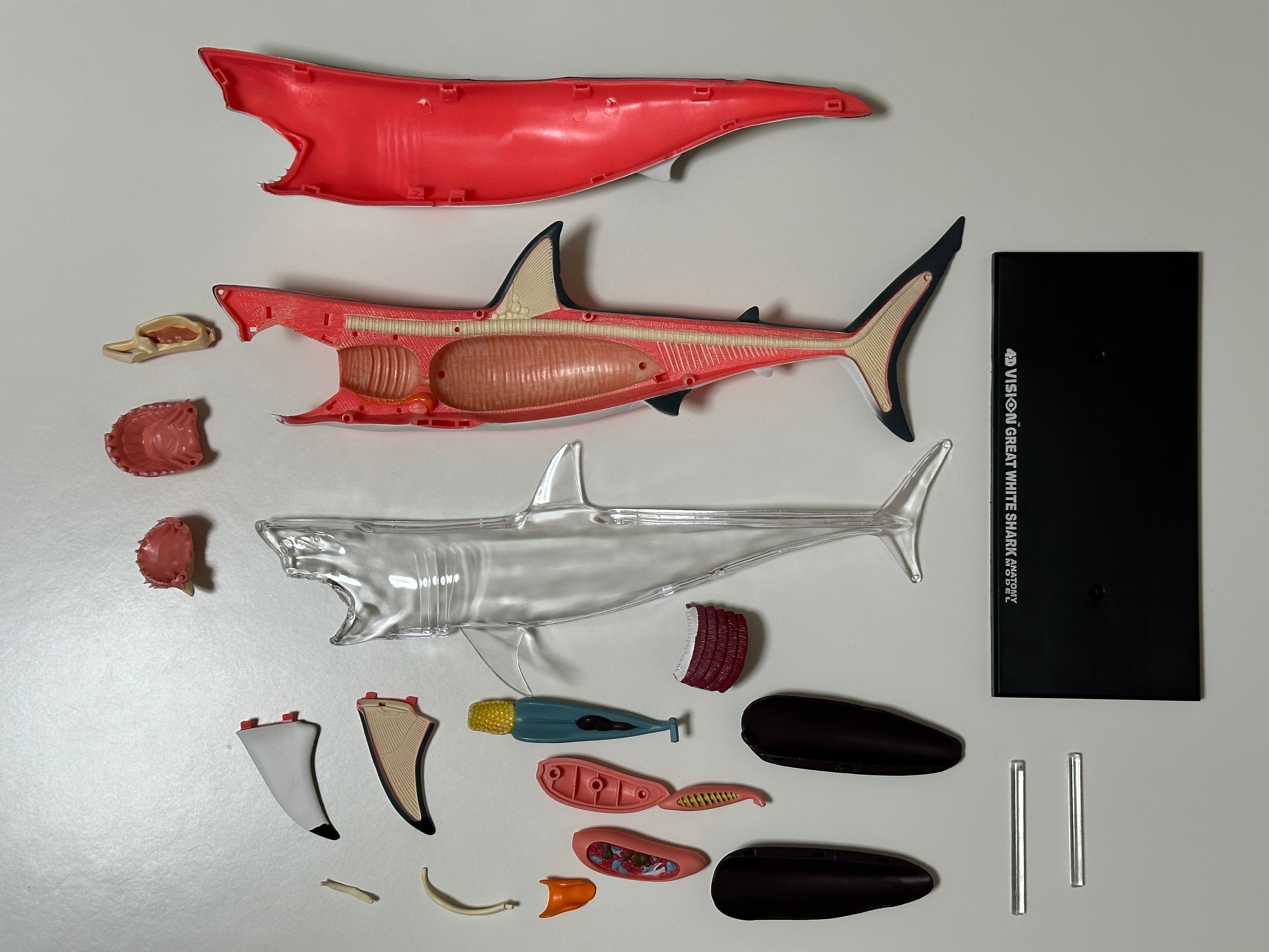 4D Master 622028 Great White Shark ホホジロザメ 解剖モデル