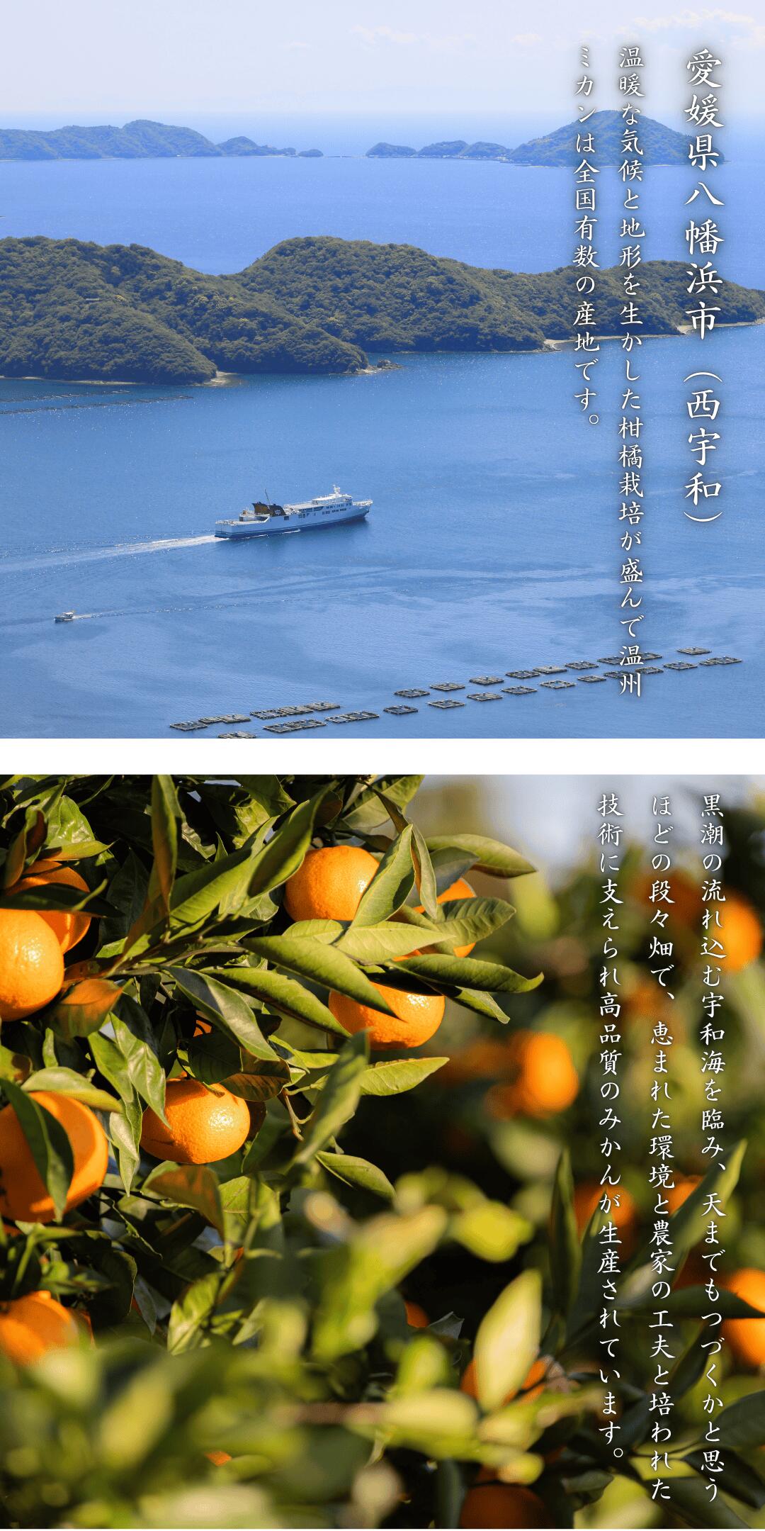 見た目傷あり・大きさ不ぞろいでお値打ち価格の愛媛西宇和産せとか【訳