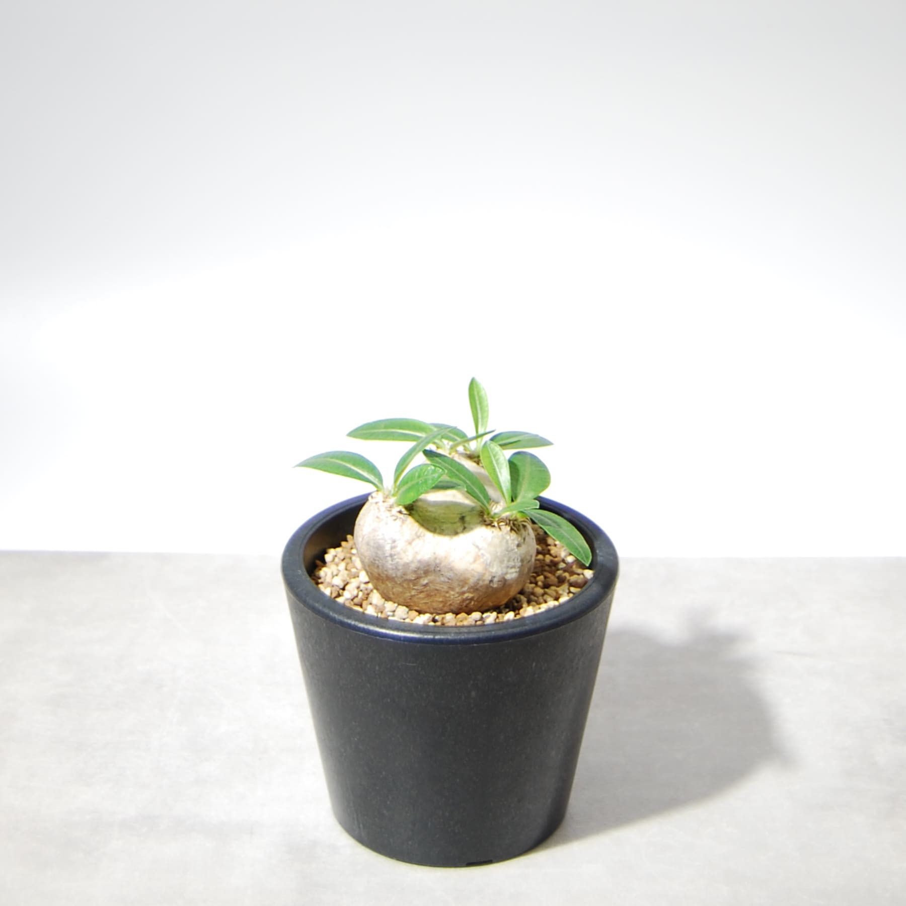 パキポディウム・ブレビカウレ（恵比寿笑い）003 – linkplants -リンク