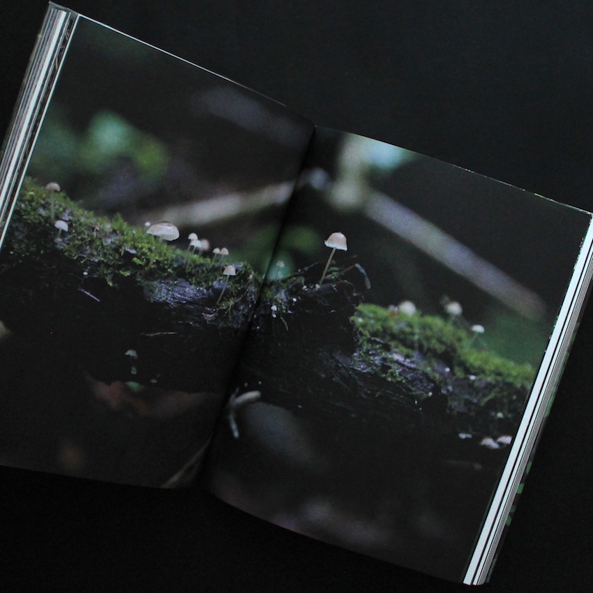 into the forest（Signed） - 田淵 三菜 / Mina Tabuchi