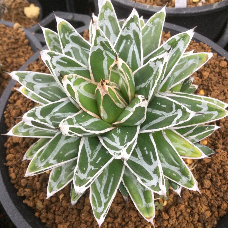 Agave victoriae-reginae '姫笹の雪' 良型タイプ (k-01) - M's plants