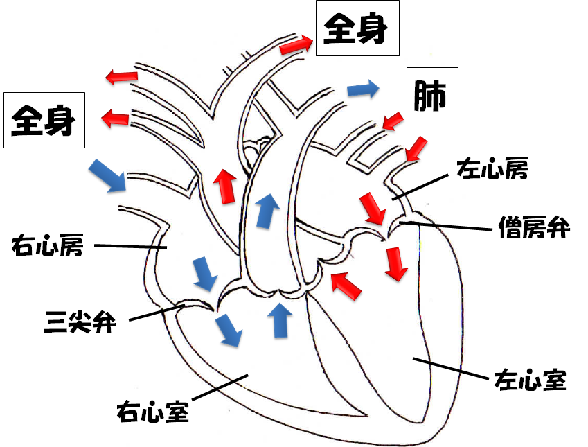 循環器科 – 横浜市港北区 野田動物病院