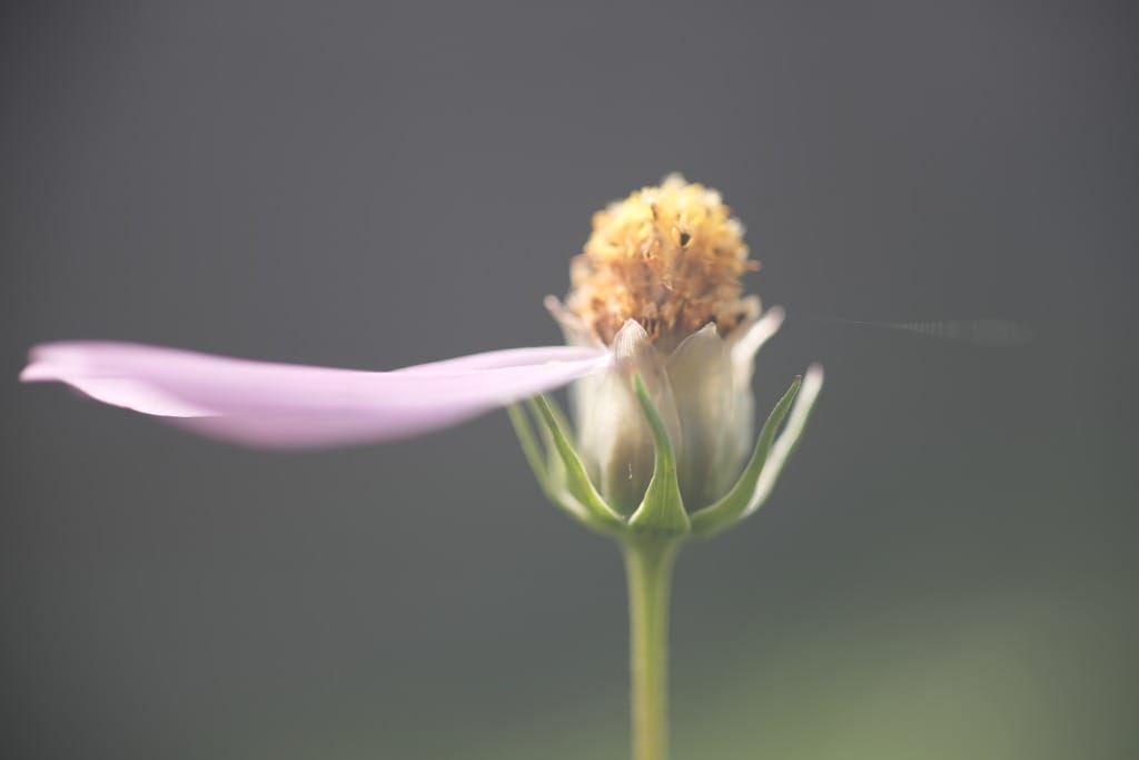 TAMRON SP 90mm f2.5 Macro 52B初代タムキューReview作例 銘玉神ポート