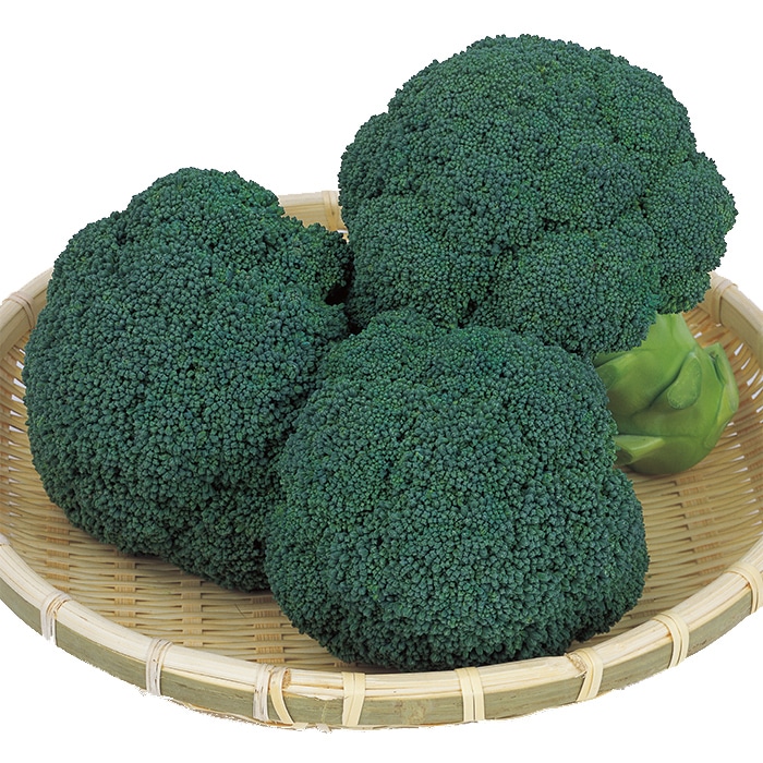 ブロッコリー おはよう(R)｜種（タネ）,球根,苗,資材,ガーデニング