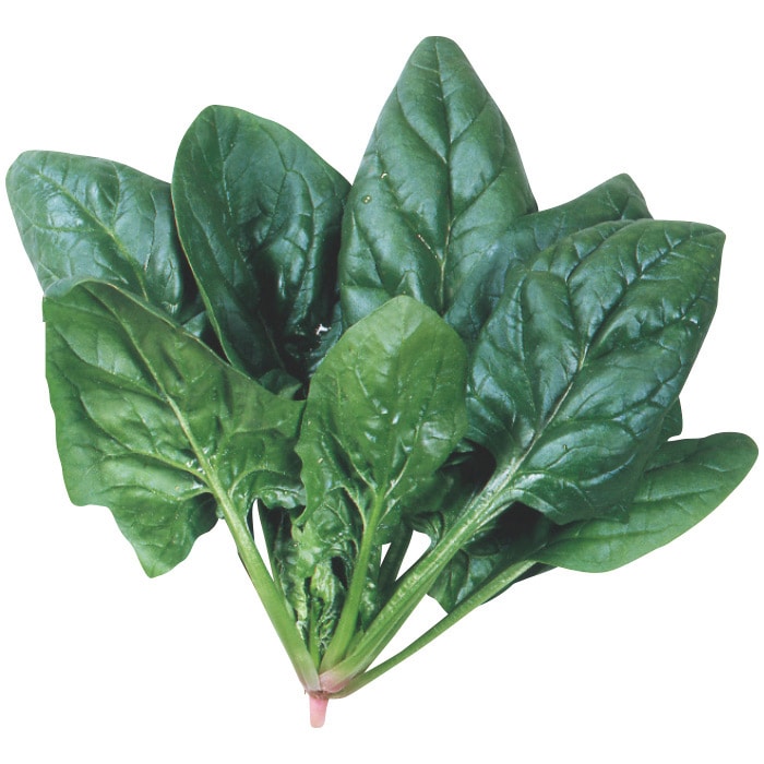 ホウレンソウ サンライト｜種（タネ）,球根,苗,資材,ガーデニング