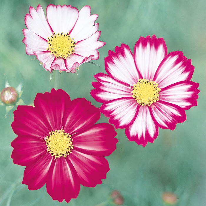 コスモス あかつき｜種（タネ）,球根,苗,資材,ガーデニンググッズの