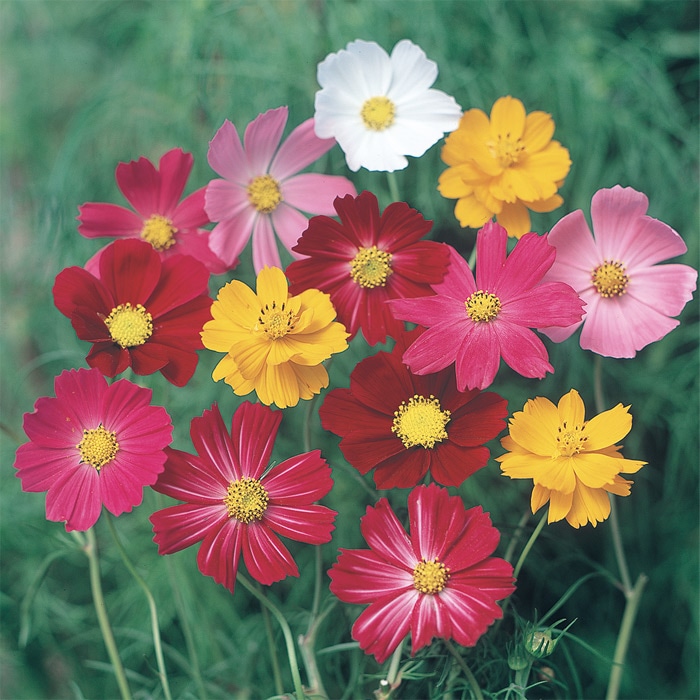コスモス パレード ミックス｜種（タネ）,球根,苗,資材,ガーデニング
