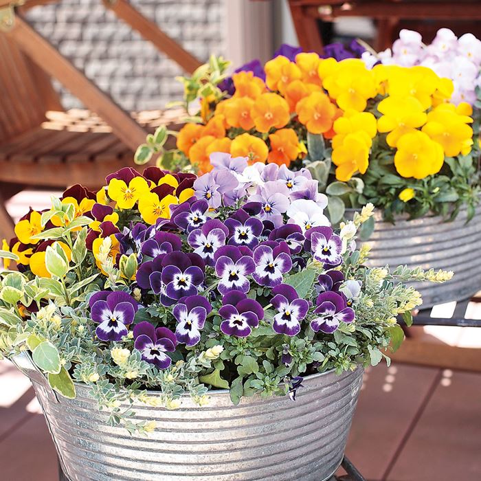 ビオラ ピエナ(R) ミックス｜種（タネ）,球根,苗,資材,ガーデニング