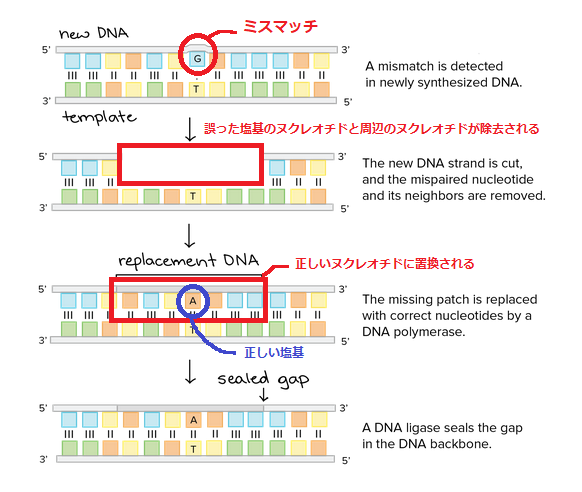 DNA修復の仕組みをわかりやすく解説！ | Ayumi Media -生き抜く子供を