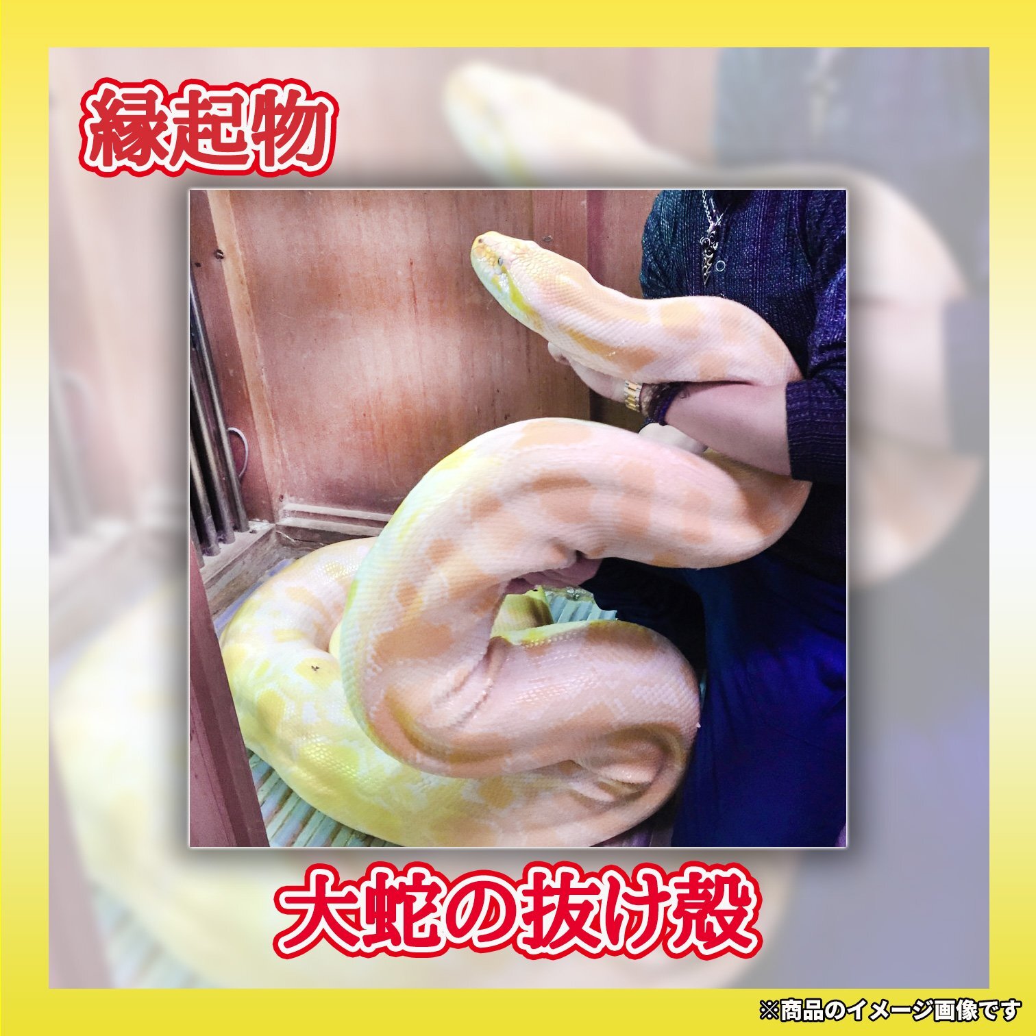 大蛇の抜け殻 ゴールデンパイソン アルビノ 金運 S23