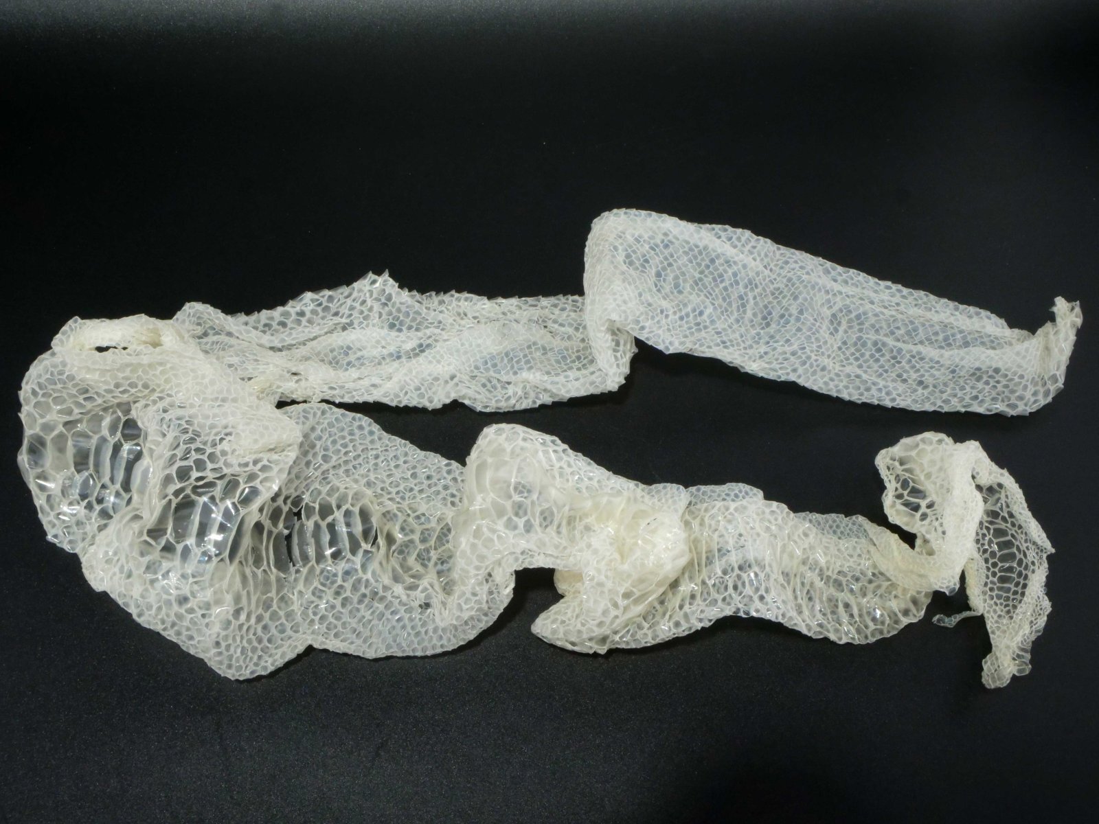 赤目・白蛇の抜け殻 130cm 縁起物 金運 S17