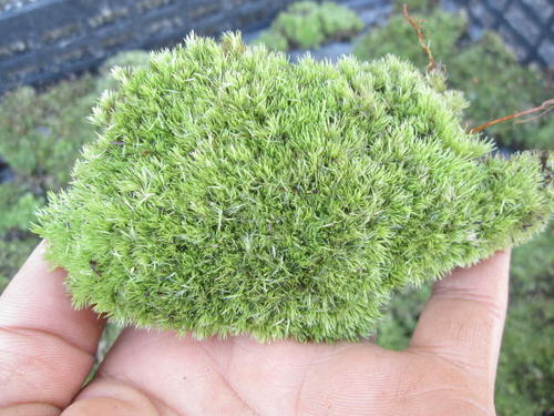 楽天市場】砂ゴケ 苔 10トレー : 園芸百貨店何でも揃うこぼんさい