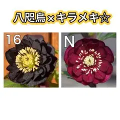 2026年最新】キラメキ クリスマスローズの人気アイテム - メルカリ