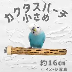 2026年最新】カクタスパーチの人気アイテム - メルカリ