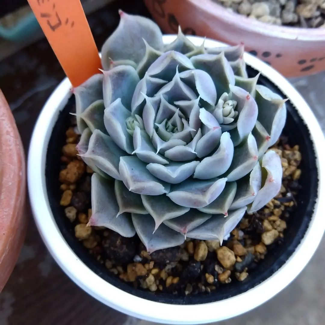 2026年最新】ヒアリナサントドミンゴの人気アイテム - メルカリ