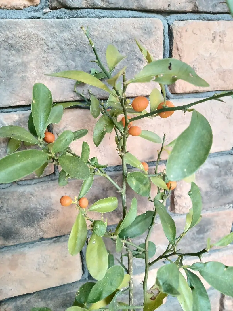 2026年最新】キンズ 盆栽の人気アイテム - メルカリ