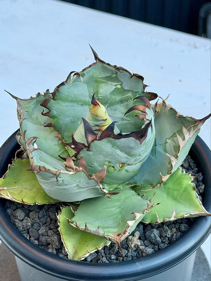 2026年最新】チタノタ ビーストの人気アイテム - メルカリ