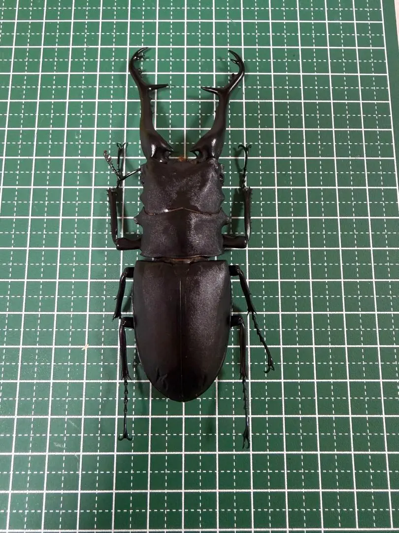 2026年最新】ギラファノコギリクワガタ 標本の人気アイテム - メルカリ