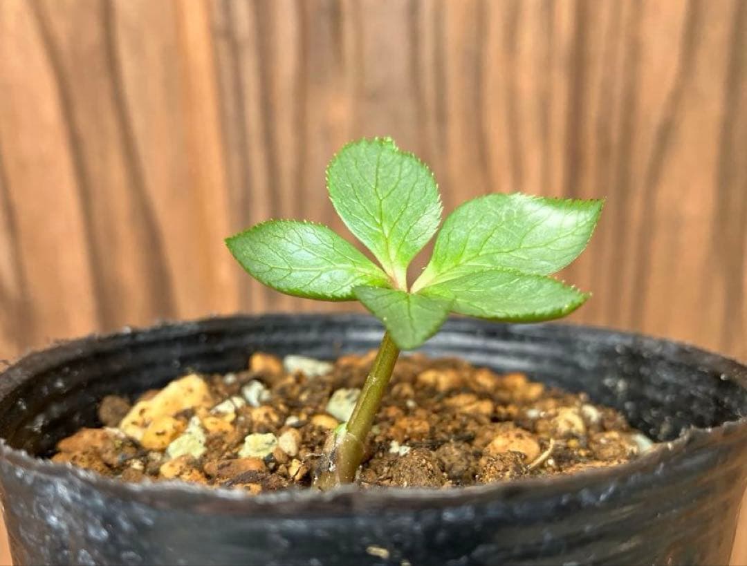 原種クリスマスローズ チベタヌス 四川省産 実生苗 - メルカリ