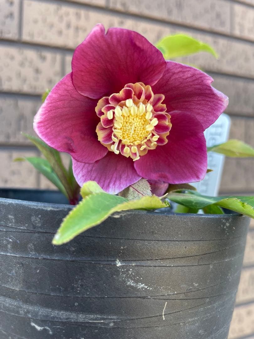 クリスマスローズ　セミダブル　 広瀬園芸　花苗　蕾　開花株 クリスマスローズ セミダブル 広瀬園芸 レッド系 - メルカリ