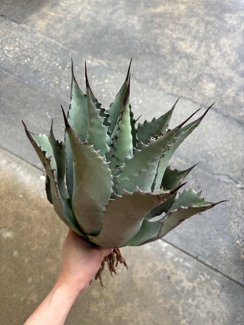 アガベ パリーハイブリッド 検索 吉祥天 リップルエフェクト オリザバ