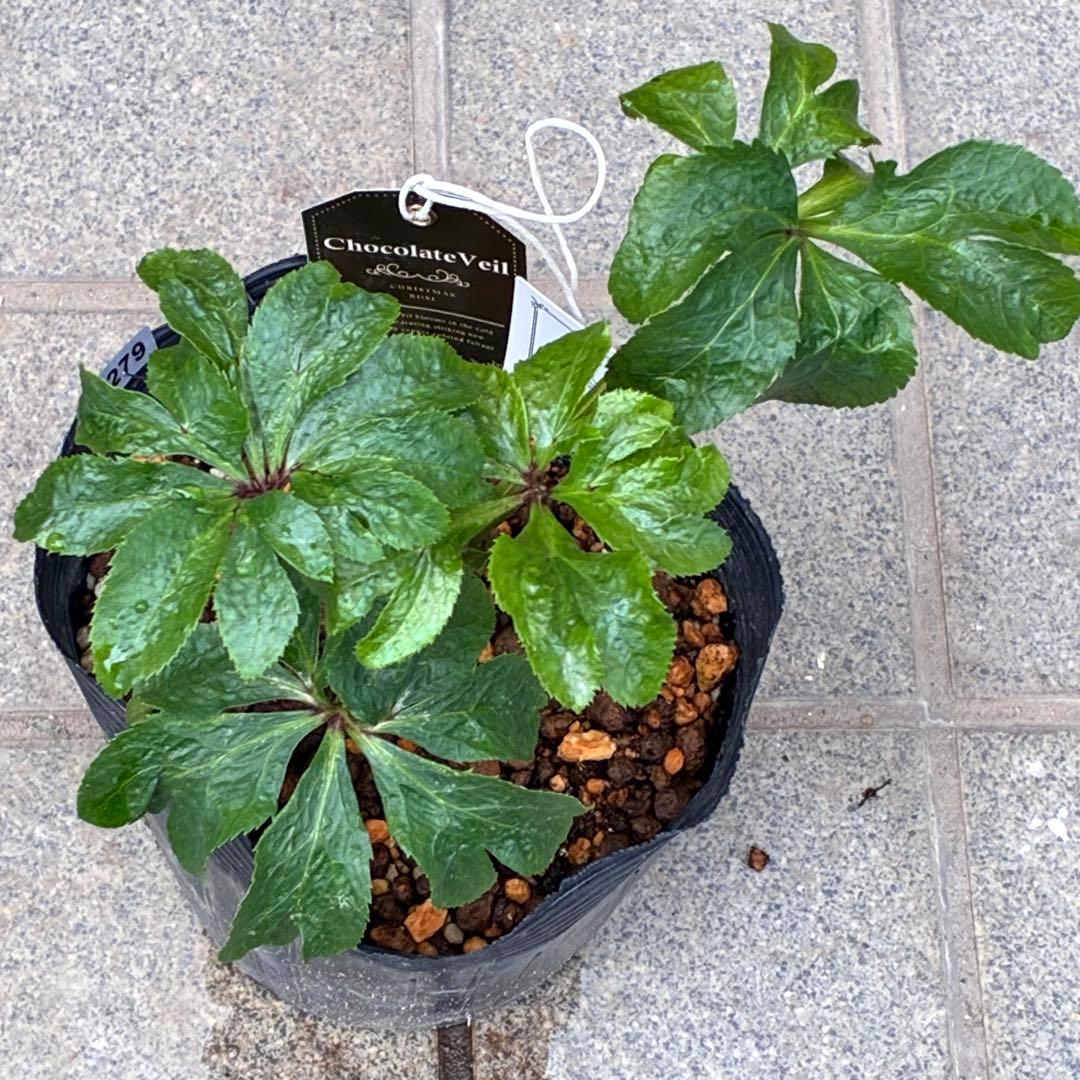 ち*ん様 ☘️ラスト2☘️タグ付き☘️新葉ワサワサ3279⭐️NEW⭐️Choc