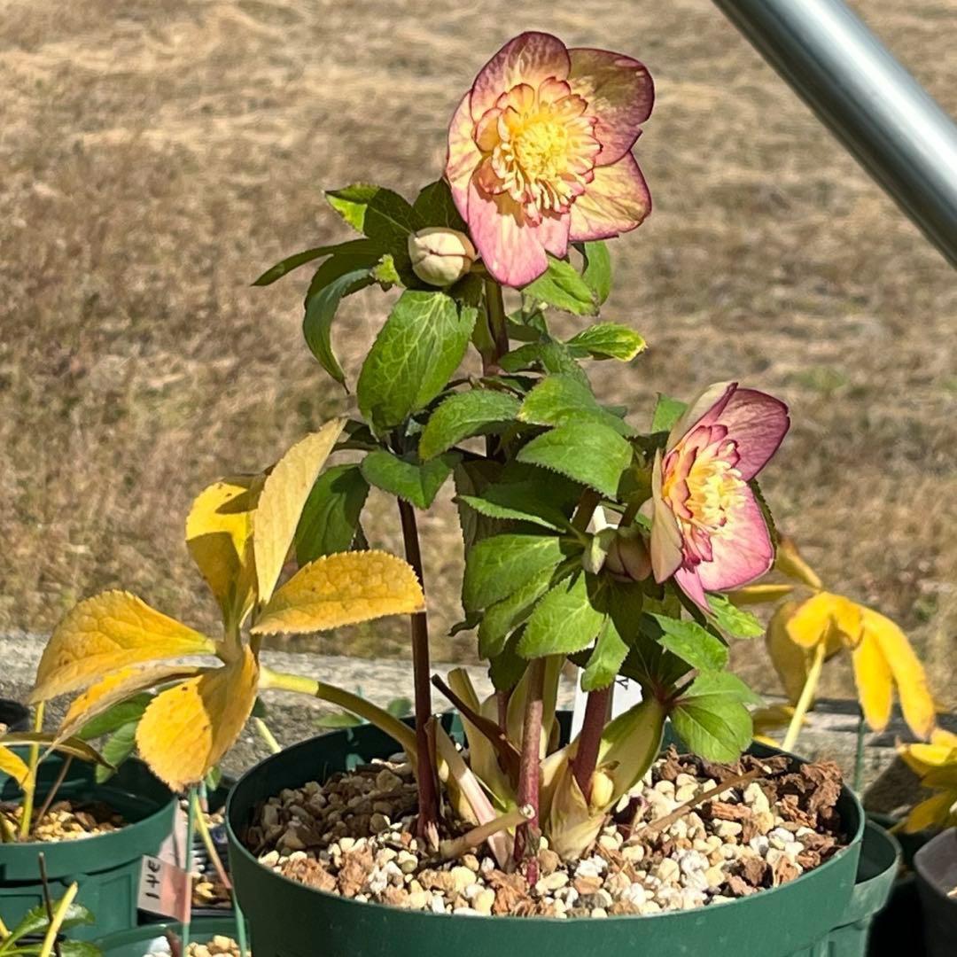 ぽ*の様 ☘️超レア☘️❤️根充実❤️⭐️超⭐️沢山新芽元気株❤️3272⭐️超