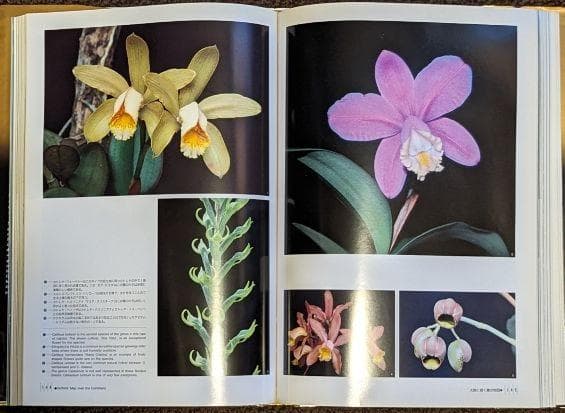 蘭の王国　ブラジル大紀行 Žydrūnas Savickas 