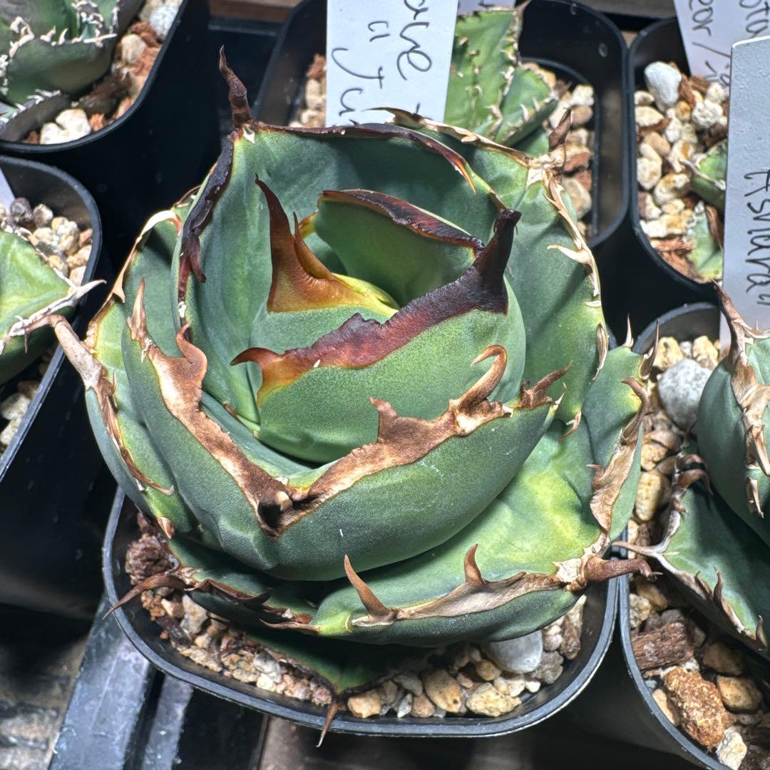 【Jszk】 JXSANDY Denim Skirt | Light Grey | JJXX®