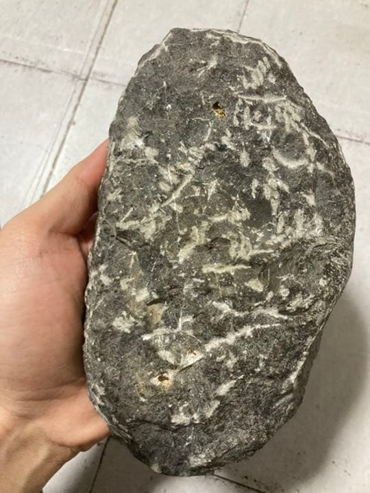 ドロトプス・メガロマニクス 三葉虫 化石 巨大 - メルカリ