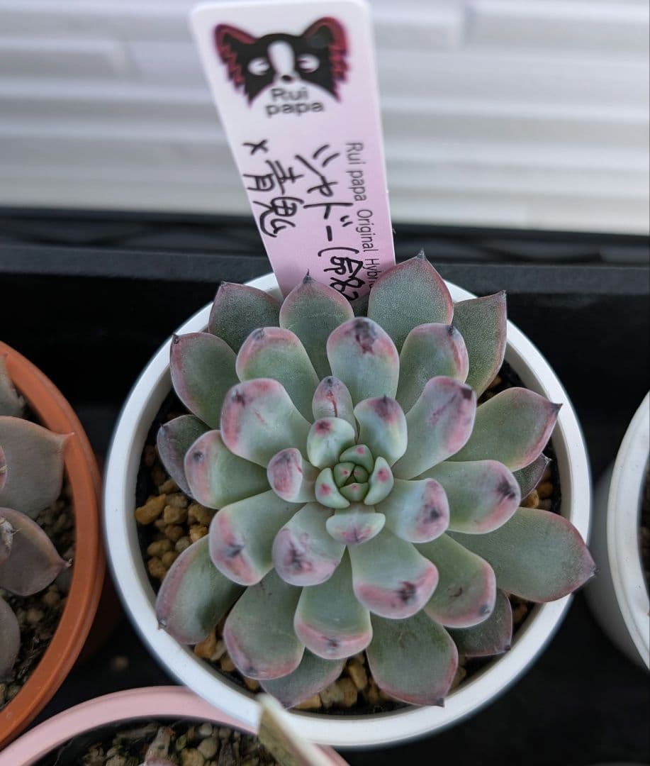 k*t様 Rui papaさん苗　 シャドー（命名株）×青鬼 　札付き、鉢付き 2026年最新】ルイパパさん苗の人気アイテム - メルカリ