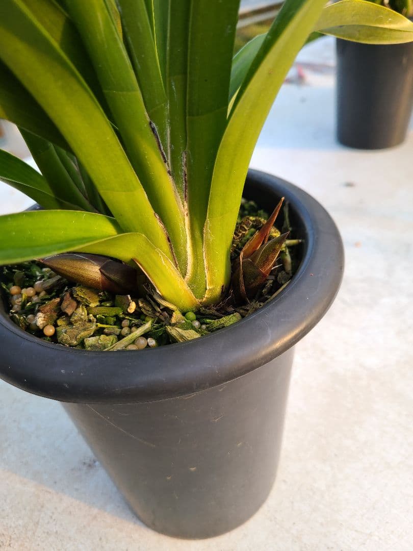 フォアゴットンフルーツ。花芽合計17個。5鉢セット。蜜蜂誘引蘭