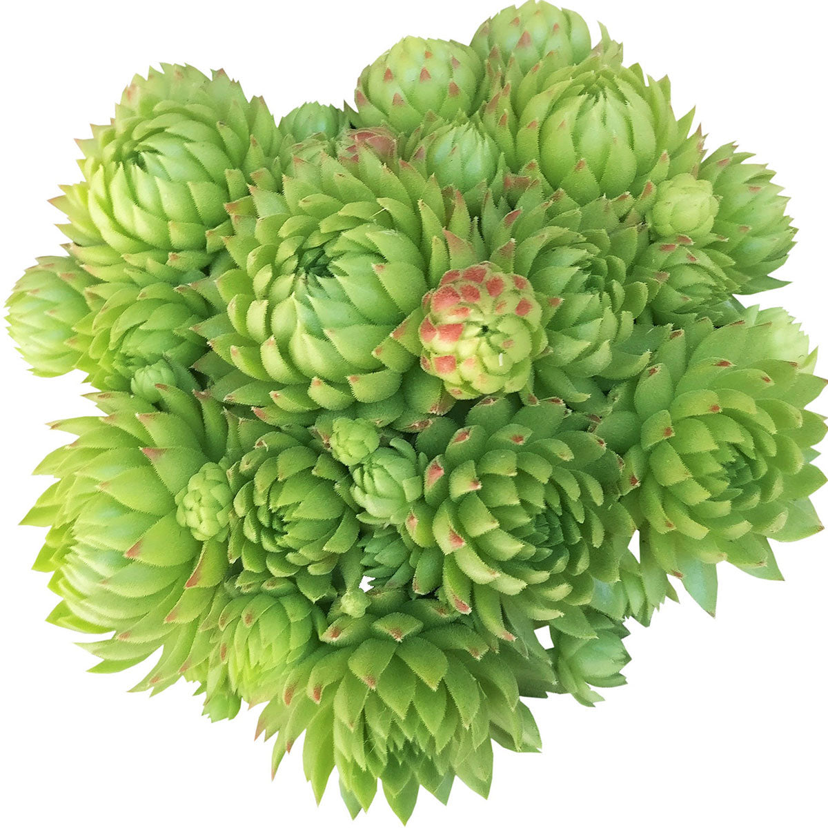 Sempervivum Jovibarba Allionii for Sale | Succulent Care