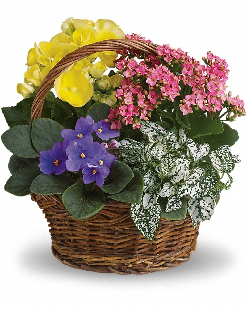 Spring Has Sprung Mixed Basket in Patchogue NY - Mayer's Flower