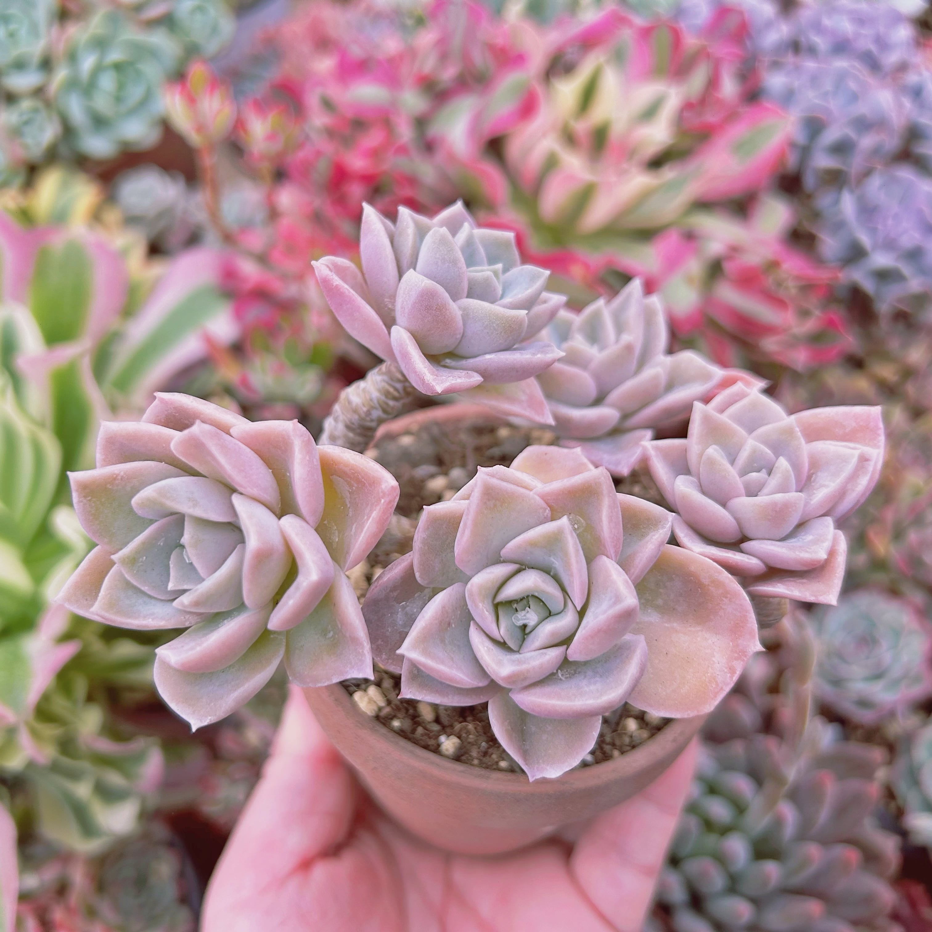 024現物 多肉植物 ラブリーローズx白牡丹 抜き苗 | るる農園~多肉植物専門