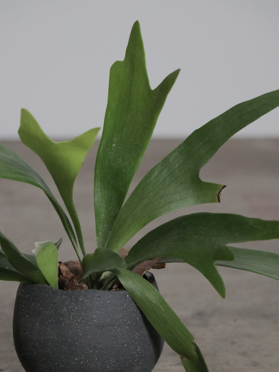 ビカクシダ ネザーランド