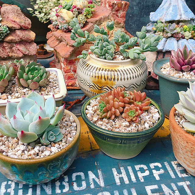 盆栽鉢 多肉寄せ植えのおすすめ商品とおしゃれな実例 ｜ RoomClip