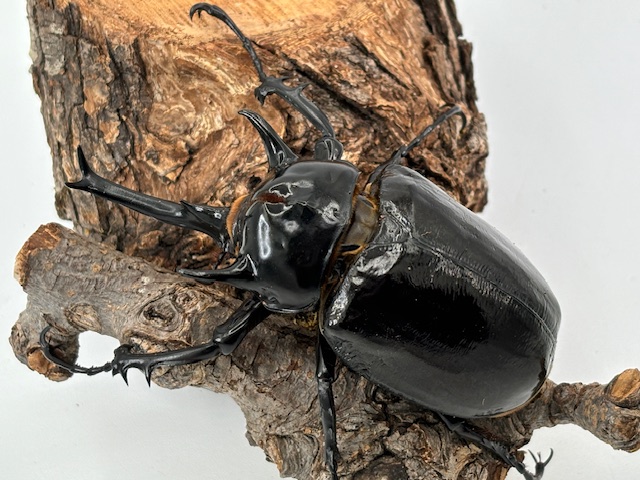 メガソマ最大種!マルス /ゾウカブト 成虫 ♂100～120mmUP ペア 光沢