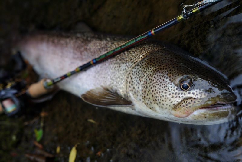 CANARIA68ML(カナリア68ML) - Fin‐ch